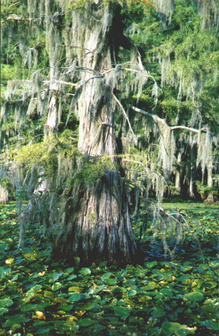 Caddo Lake; Actual size=180 pixels wide